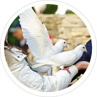 Two beautiful white doves