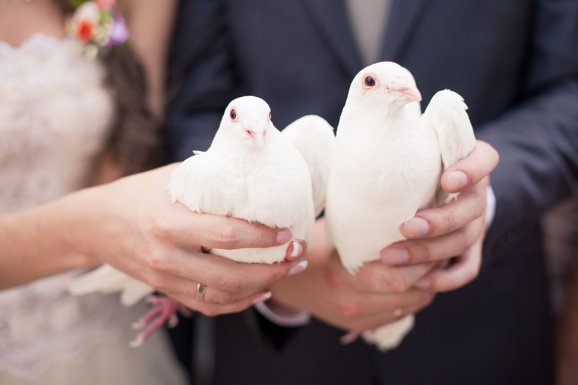 White-Dove-for-Weddings