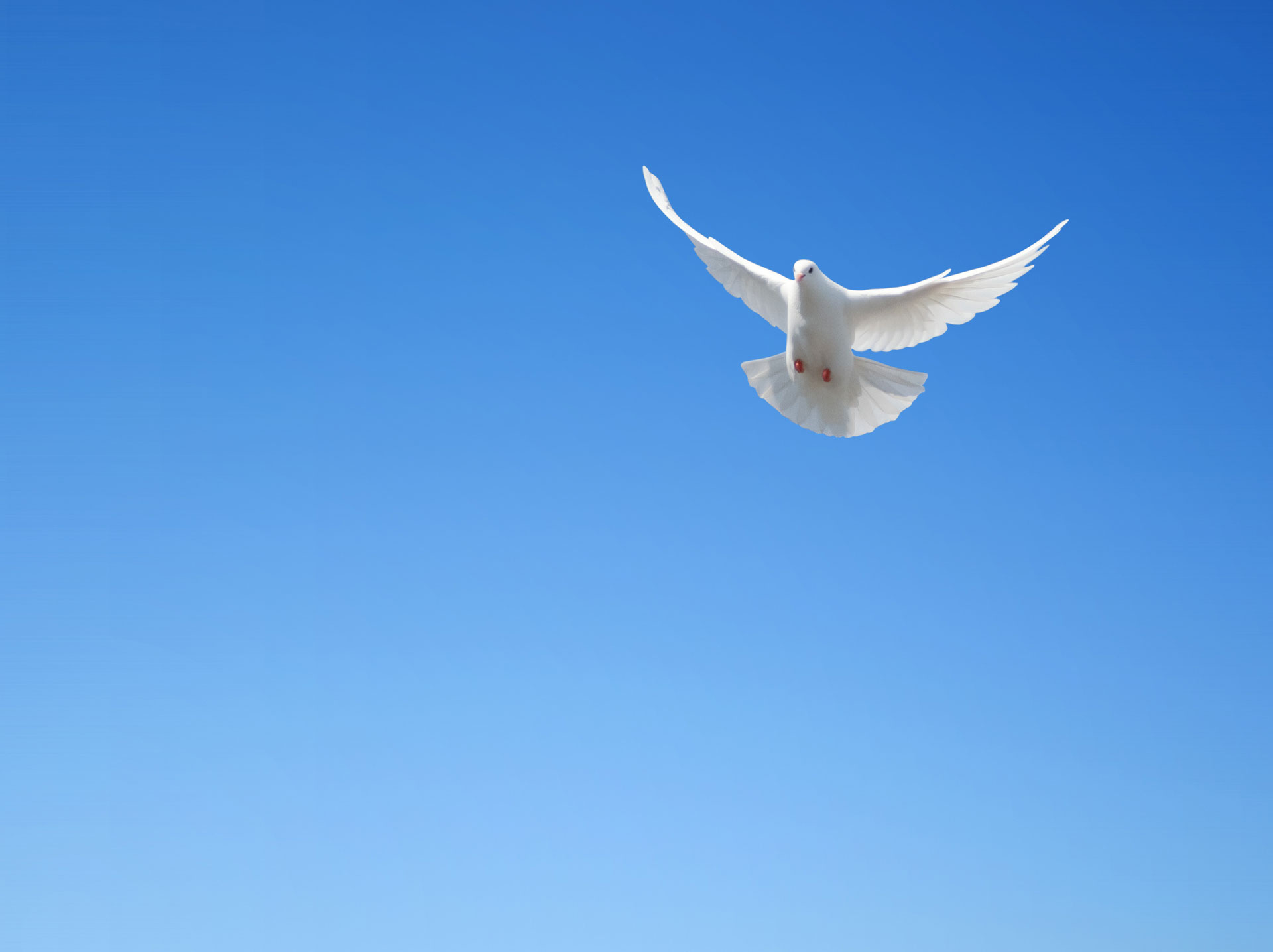 mourning-dove-release