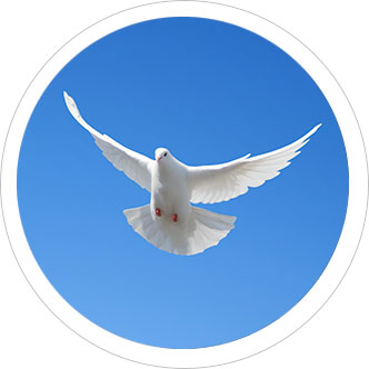 Learn some amazing facts about the White Doves we release in our packages.